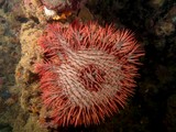 Acanthaster planci Crown of thorns starfish New Caledonia Cryptic on coral areas and reef patches