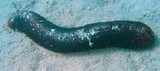 Actinopyga spinea holothurie echinoderme Nouvelle-Calédonie marine fauna