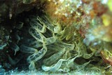 Anémones de mer, cérianthes - AIPTASIA MUTABILIS - Méditerranée