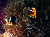 Amphiprion clarkii  Clown Fish Oman sea Dibba diving
