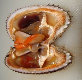 anadara antiquata shell open coquillage ouvert mollusque de nouvelle calédonie
