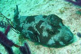 Arothron stellatus Giant pufferfish hood on is head  Oman Mussandam Ras Lima