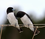 Artamus leucorynchus melaleucus White-breasted Woodswallow New Caledonia birds dry forest