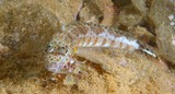 Parapercis xanthozona Whitestrip Sandperch New Caledonia fish