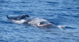 Rorqual commun razor back fin back Méditerranée fanon sortie dauphin baleine