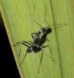 Giant black ant New Caledonia fauna endemiq