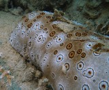 bohadschia argus Leopard sea cucumber New Caledonia echinoderm holothuria underwater marine fauna
