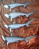 Carcharhinus sorrah spot-tail shark Oman Dibba port fishermen shark fins