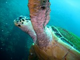 Turtle caretta carreta - Oman sea