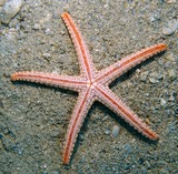 Celerina heffernani Pebbled sea star New Caledonia living reef areas