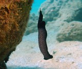Mariaglaja Chelidonura inornata sea slug New Caledonia island australia black white spot diving underwater nudibranch picture camera