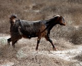 arabic Oman goat in the desert péninsule Musandam kassab wadi