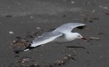 Chroicocephalus scopulinus Red-billed Gull flying over the sand New Zealand
