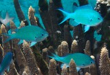 Chromis atripectoralis Black-axil New Caledonia fish lagoon coral
