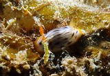 sea slug doridoidea chromodoris striatella New Caledonia island