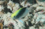 Chrysiptera rollandi demoiselle de Rolland Nouvelle-Calédonie plongée sous-marine poisson du lagon Calédonien