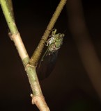 Fiji cicada cicadidae homoptera insect larva tree wing 