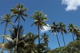 cocotier ile des pins nouvelle-calédonie cocos nucifera noix de coco lait de coco coprha coconuts pacific island