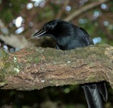 Corvus moneduloides Corbeau calédonien avec un outil dans le bec