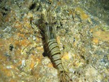 Crevette Carvernicole - Méditerranée