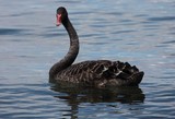 Cygnus atratus black swan New Zealand large waterbird