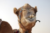 comedy camel - Emirats arabes unis