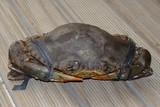 Scylla serrata Crabe de palétuviers Nouvelle-Calédonie mangrove