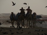 Al Wathba Camel Race - Madinat Zayed - UAE