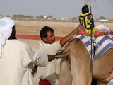 Al Wathba Camel Race - Madinat Zayed - UAE