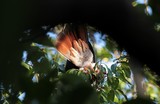Ducula goliath cul du notou plumage de queue oiseau Nouvelle-Calédonie endemique protection faune aviaire ile pacifique