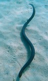 serpent Nouvelle-Caledonie New Caledonia sea snake emydocéphale annelé egg-eating sea snake