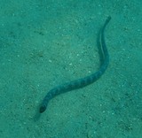 Emydocephalus annulatus black sea snake New Caledonia Turtle headed sea snake serpent annelé noir Nouvelle-Calédonie diving plongée