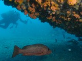 Epave sunburnt country Nouvelle-Calédonie scuba diving underwater wreck lagoon