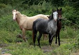 Chevaux sauvages Equus caballus Nouvelle-Calédonie stockmen aventure découverte