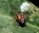 Dichaetomyia elegans bush fly New Caledonia insect picture