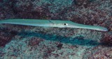 Fistularia commersonii Poisson-flûte fistulaire à points bleus Nouvelle-Calédonie poisson du lagon