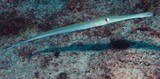 Fistularia commersonii Bluespotted cornetfish New Caledonia fish identification