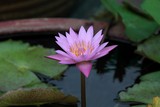 fleur de lotus - lotus flower