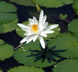 fiji flower white yellow nenuphar fleur petalle blanche pistil jaune lotus fidji  