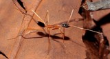 Leptomyrmex nigriceps Nouvelle-Calédonie fourmis orange avec queue et tête noire