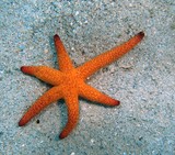 Red Starfish Red Sea Star new caledonia lagoon noumea diving black spot sand lemons bay