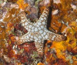Fromia monilis Red mesh starfish juvenile New Caledonia aquarium aquarist