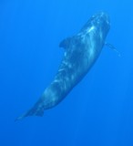 globicephala melas Globicéphale noir Baleine pilote adulte nageant lentement