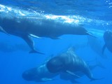 Mavrodélphino nageoire dorsale prédateur Méditerranée cétacé nage avec les dauphins céphalopode