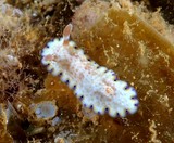 Goniobranchus aureopurpureus very colorful sea slug dorid nudibranch New Caledonia 