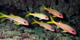 Mulloidichthys vanicolensis Capucin à nageoires jaunes de Vanicolo Nouvelle-Calédonie poisson