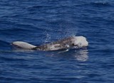 Dauphin de risso Méditerranée Risso's dolphin picture camera