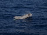 Dauphin de risso Rundkopfdelphin Rissodelphin Méditerranée mammal