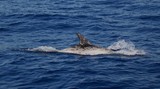 Dauphin de risso Hana gondo kujira gramper Méditerranée dolphin