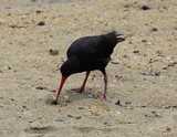 Haematopus unicolor variable oystercatcher opening a shell on the beach New-Zealand South Island